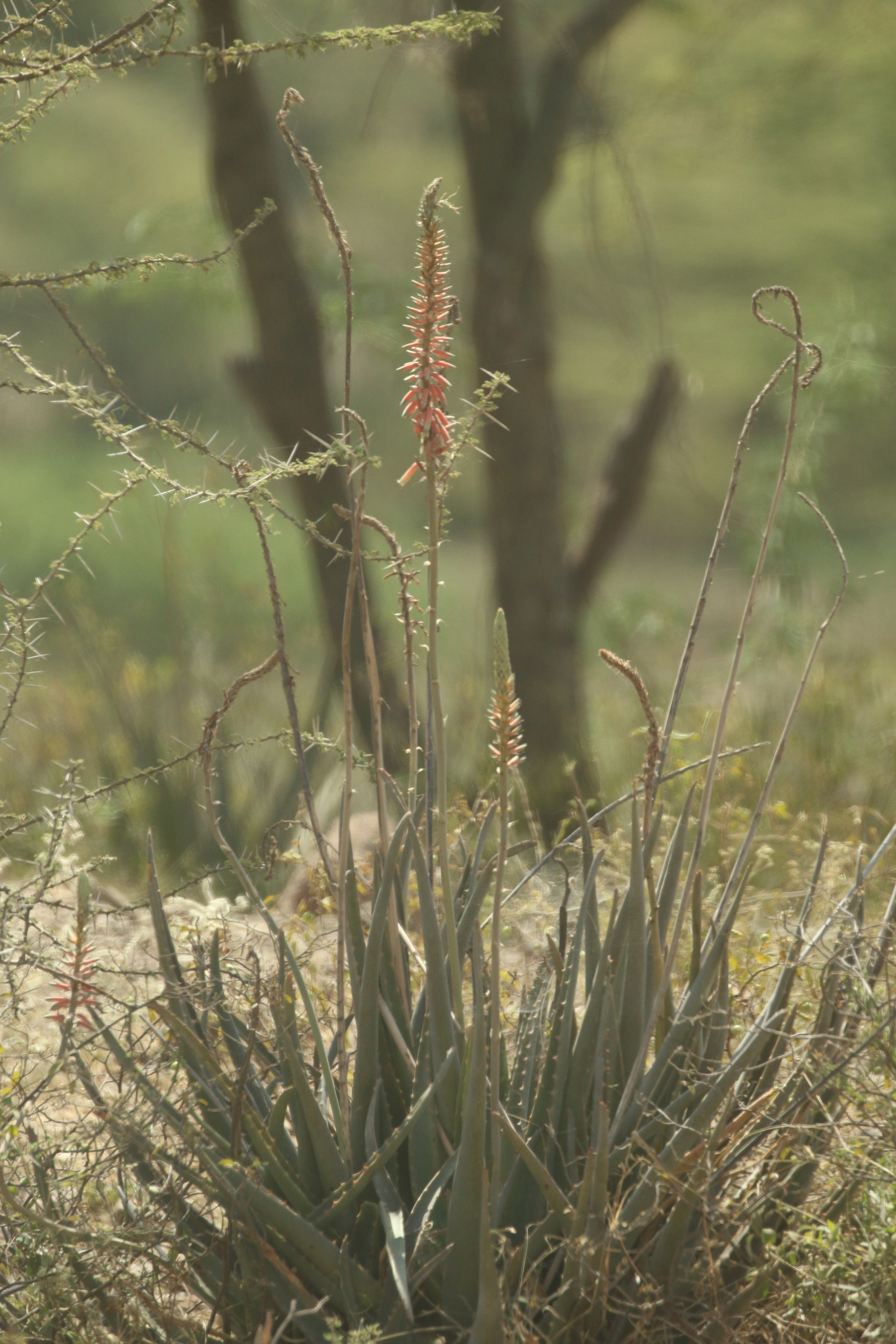 Aloe trichosantha