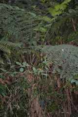 Alsophila leichhardtiana