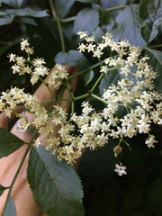 Sambucus nigra