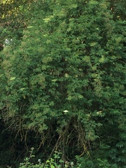Sambucus nigra