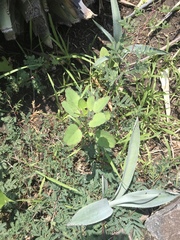 Porophyllum ruderale