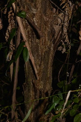 Alsophila leichhardtiana