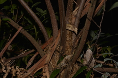 Alsophila leichhardtiana