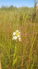 Platanthera praeclara