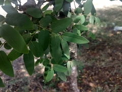 Diospyros montana