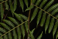 Alsophila leichhardtiana