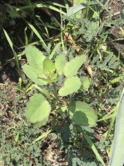 Porophyllum ruderale