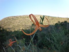 Anisacanthus