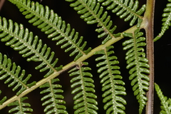 Alsophila leichhardtiana