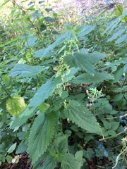 Urtica dioica