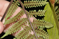 Alsophila leichhardtiana