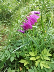 Gladiolus imbricatus