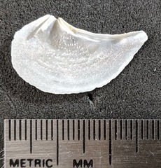 Heteroclidus punctatus