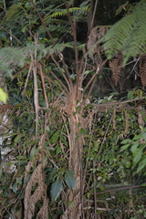 Alsophila leichhardtiana