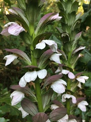 Acanthus mollis