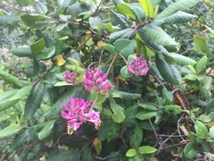 Lonicera hispidula vacillans