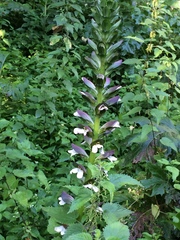 Acanthus mollis