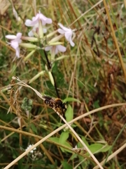 Choerades fuliginosa