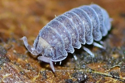 Tendosphaera verrucosa