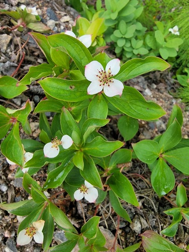 Canadian bunchberry