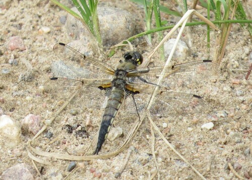 Four-spotted Skimmer