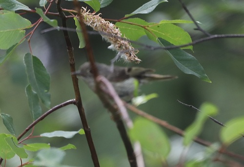 Ruby-crowned Kinglet