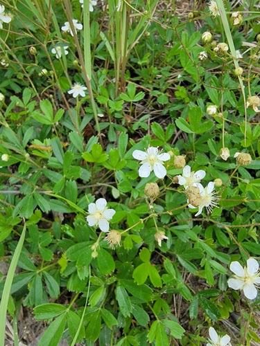 three-toothed cinquefoil