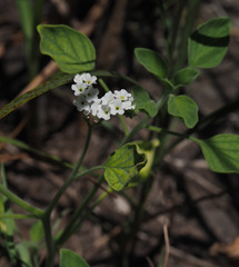 Heliotropium suaveolens
