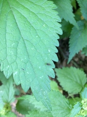 Urtica dioica