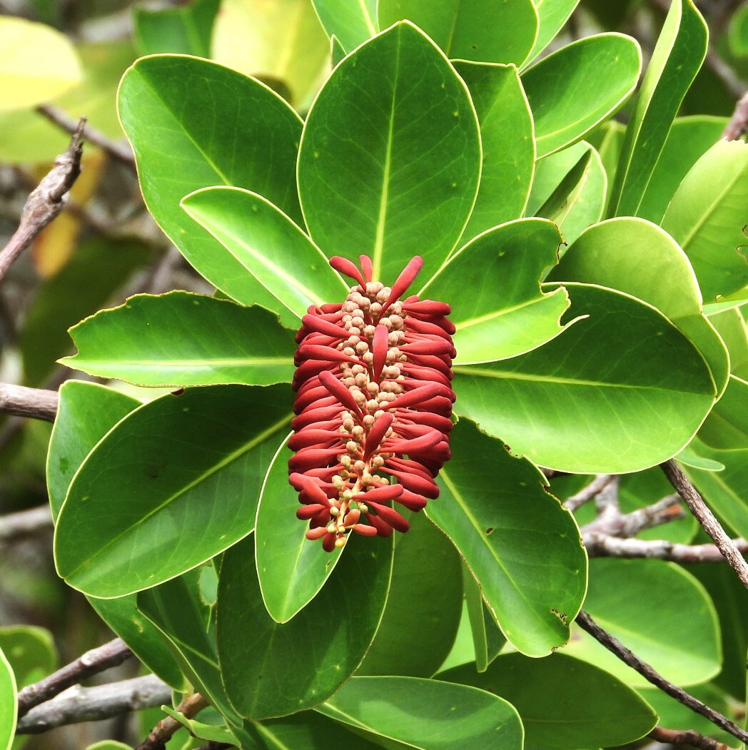 Norantea guianensis