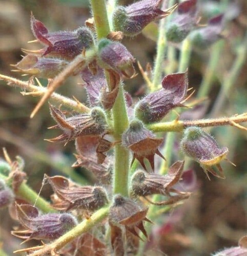Spiny germander (Teucrium spinosum)