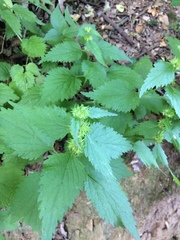Urtica dioica