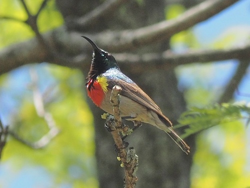 Eastern Miombo Sunbird (Cinnyris manoensis), photo 3