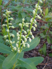 Leucothoe davisiae
