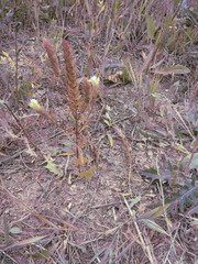 Melampyrum argyrocomum