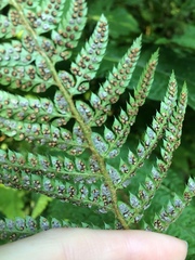 Polystichum