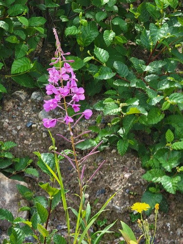 fireweed
