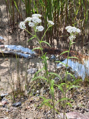 common yarrow