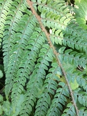 Polystichum