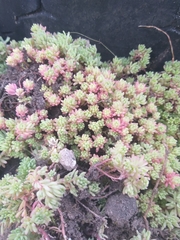 Sedum