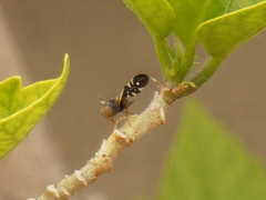 Aciura coryli