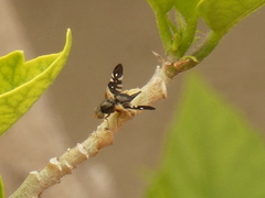 Aciura coryli