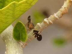 Aciura coryli