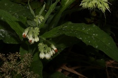 Symphytum officinale