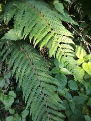 Polystichum