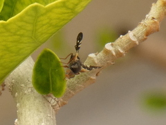 Aciura coryli