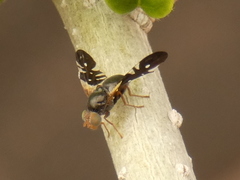 Aciura coryli