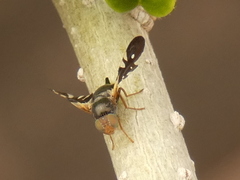 Aciura coryli