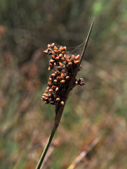 Juncus acutus