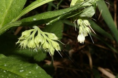 Symphytum officinale